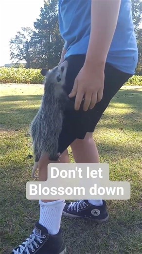 blossom the possum