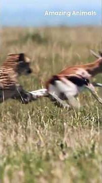 Top 5 Fastest Animals on Earth