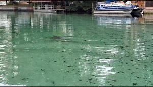 3.8K views · 45 shares | After playing in Big Cypress Canal early this morning our dolphin friend is back out on the river swimming towards the gulf. So very cool! | SUP WEEKI | Facebook