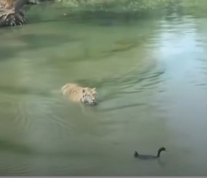 22M views · 293K reactions | Never mess with this smart Duck. | AUTO SHOP | Facebook