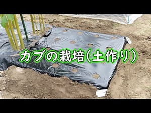 カブの栽培：土作り（かぶの種まき前の畝作り）- スワンかぶの育て方