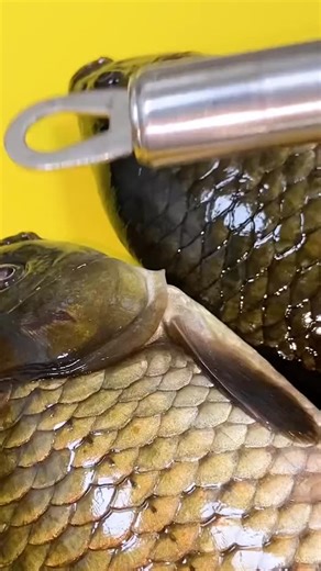 Kitch & Cozy | 🐟 Scale Tornado! Clean Fish in 3 Sec ▫️ 304 stainless steel teeth ▫️ Splash-proof collection box ▫️ Non-slip grip Scrape tail to head →... | Instagram