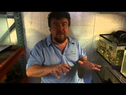 How to Start Small Fish Farm for Tilapia