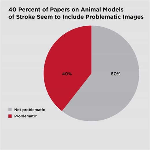 4.4K views · 21 reactions | Researchers at Radboud University were planning a literature review project when they noticed a few red flags in studies on animal models of stroke. They discovered that 40% of these papers likely contain image duplication-related issues. However, of all papers, only 9% were corrected and 3% were retracted, while 26% remained without action. Read more: https://bit.ly/4ogWksP | The Scientist | Facebook