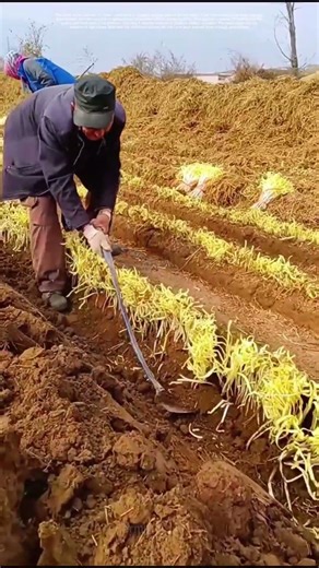Harvesting Gold: How Farmers Unearth the Secret to Fresh Leeks