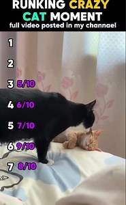 Runking Crazy Cat Moments 😼😂🔥