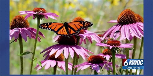 How to take a pledge to maintain a wild and free landscape and certify your yard as a wildlife refuge