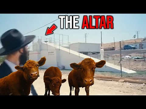 THE RED HEIFERS ARE ABOUT TO BE SACRIFICED! Red Heifer Prophecy 2024