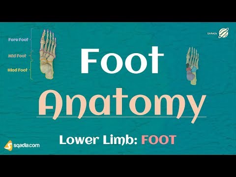 Lower Limb: FOOT | Foot Anatomy | Bones, Ligaments, Joints and Muscles | Lower Extremity