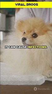 How to Safely Remove Porcupine Quills