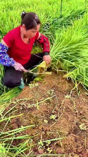 Working in the countryside fields: manually harvesting fresh tender leeks