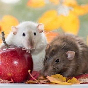 Discover the Types of Rats and Mice that Exist ▷➡️ Postposmo
