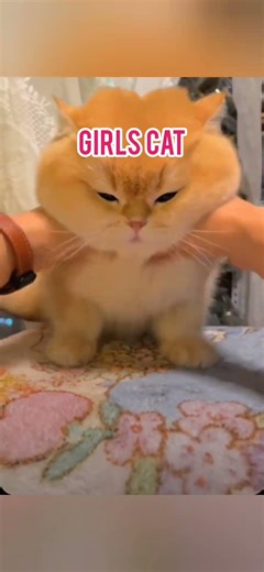 Girls vs Boys cat #memes #funny #relatable #shorts #lifeisbutadream