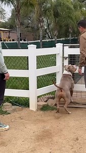 Part 1 - XL Bully meets Prince. It’s very important that big strong impulse dogs learn to hold themselves back in many different contexts. This is achieved by clear consequences for “flying” at ANY stimulus without a release or cue. | Beckman's Dog Training