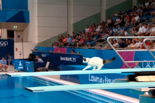 Millones de personas están enganchadas ahora mismo a unos Juegos Olímpicos donde compiten gatos. Gatos hechos con IA