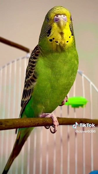 Clover practicing his new learned words #budgie #budgies #budgiesoftiktok #talking #talkingbudgie #parakeet #parakeetsoftiktok