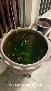 339K views · 9.1K reactions | Guppies have a way of finding the people who need them, and filling the emptiness we didn’t ever know we had. 孔雀鱼有办法找到需要它们的人，并填补我们从未意识到的空虚。 #Aquarium #Guppy | Joshguppyfish 喬的孔雀魚 | Facebook