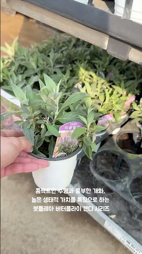 입고 완료 | 2026년 봄 시즌! 붓들레아가 파격 57% 할인 중!! 나비와 벌이 좋아하는 밀원 식물이에요 🦋🌼