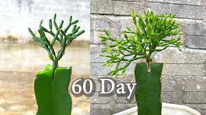 60K views · 2.1K reactions | Pairing rabbit cactus with dragon fruit | Garden & House V&N | Facebook