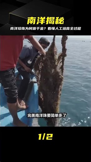 南洋珍珠為何賣至上千？看完人工培育的全過程，區別真的大很大 #南洋珍珠 #人工培育 #高价真相 #珍珠养殖 #购买攻略