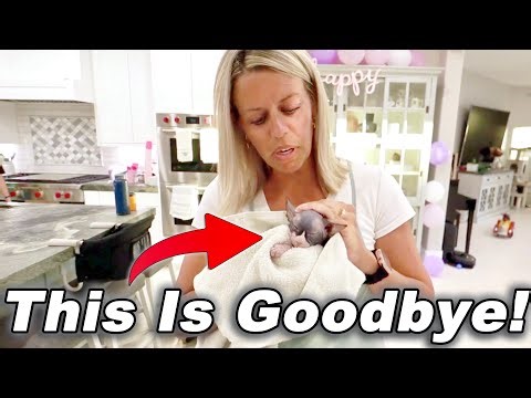 Had To Say Goodbye To Baby Hairless Sphynx Kitten!