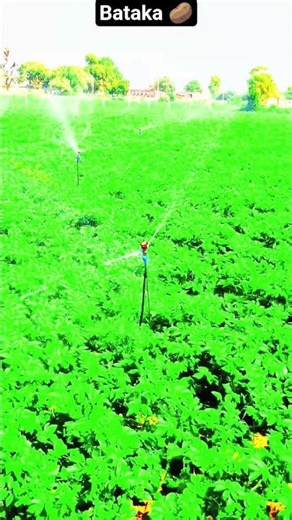 farming for bataka . #song #youtubeshorts #trendingshorts #explore #new