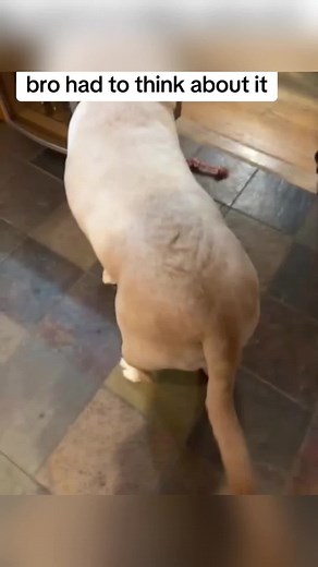 Funny Dogs That Will Instantly Lift Your Mood