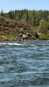A Majestic Encounter with the Giant Moose #Moose #WildlifeEncounter #NaturePower #RespectWildlife #AlcesAlcesGigas | Bagh Dushkhel