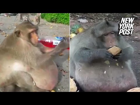 Famously fat monkey is being forced onto a diet | New York Post