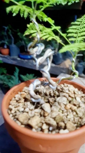 How to make a mini jacaranda bonsai. #bonsai #plants #shorts