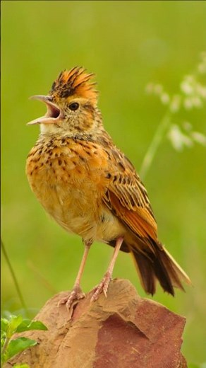 Real Bird Songs for Relaxation, Focus & Stress Relief | Natural Singing Birds Audio