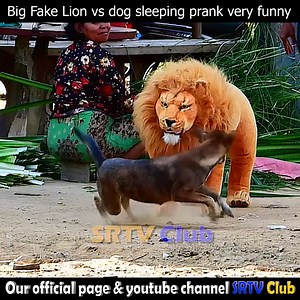 1.4M views · 10K reactions | Super Funny Cow Dog Vs Fake Lion, Best Comdey video 2022 | SRTV Club | Facebook
