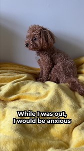 Get qualified to live and travel almost anywhere with your pet in 3 easy steps (even if they have a “no pets” policy). Qualify online and instantly! Get doctor approval in 48 hours (or less) | Support Pets