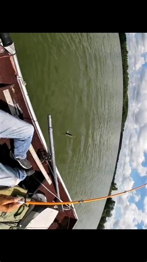 13.75" Musky (July 2021) what's the smallest Musky you've ever caught? #musky #muskyfishing