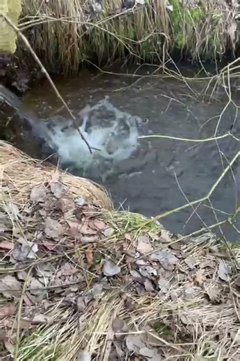 Pyrotechnika - Viper 1 white od BestPyro