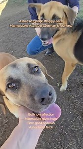 1.3K views · 35 reactions | Marmaduke is no longer at the shelter....