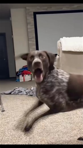 Science experiment: do dogs judge human farts? Verdict — 100% yes 😂🐕 Share for a laugh! #pawtapz #foru #viral #funnypetvideos #dogreactionmemes #prankgonewrong #petlaughs #dogowners #dogdaily #petlove #cutedogclips #reels #share #laughs #petsofig #feelgood #viralpetvideo #smilemore | kute_petz