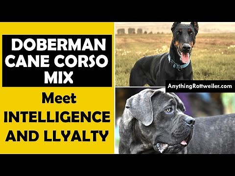 Doberman Cane Corso Mix: Where Intelligence and Loyalty Meet