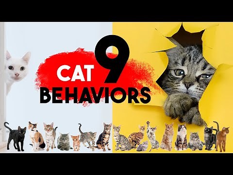 9 Intriguing Behaviors of Cats Explained: Cracking the Kitty Code