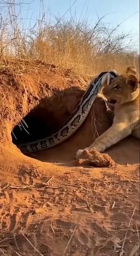 Abyss Trap! Lion Dragged and 'Buried Alive' by Python! 🐍🦁#Lion #Python #Snake #Battle