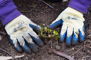 Living history: Reviving the lost waterways of the Wurundjeri