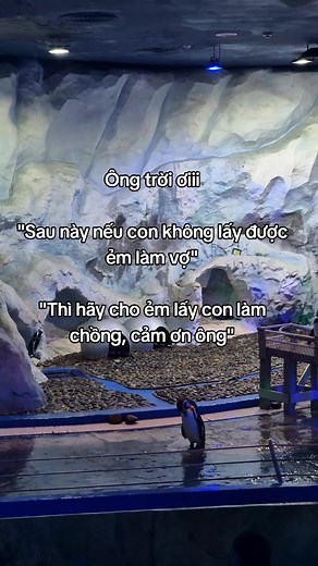 Tour khám phá Thủy Cung VinWonders Phú Quốc — Kinh nghiệm hè 2026