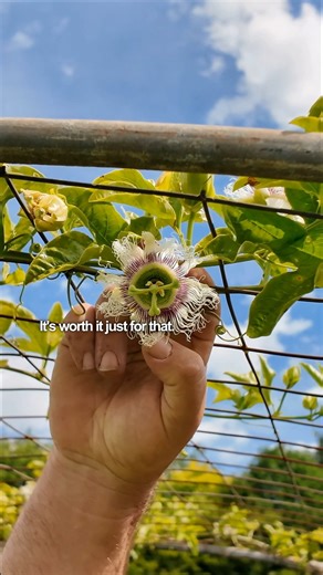 1.1K views · 11 reactions | Check out my passionfruit trellis tunnel and learn about nurturing these tasty delights. From compost to flowers, it’s a labor of love! Dive into my passionfruit journey! Have you tried growing passion fruits? #PassionFruit #Gardening #SustainableLiving | Forest Super Foods | Facebook