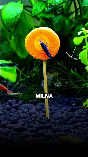 avoid❌these mistake || How to care your shrimp✅beginners tips || #shrimp #aquarium