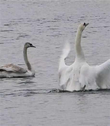 The young lone #swan has found a friend 🥰🥰🥰 fingers crossed this friendship develops into something long term 🥰🥰 🦢💖🦢 on another note, listen to the sound of their wings as they fly by 🪽🪽🪽🪽 #swans #swantok #bird #birdlover