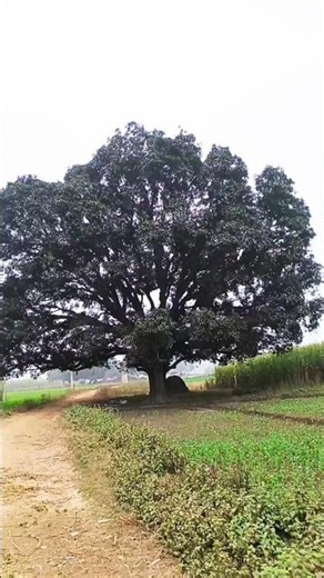 #village #villagelife #goviral