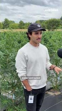 This Minnesota farm grows recreational cannabis to make potent extract