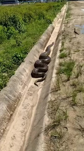 Os vídeos de Roberson Carvalho (@robersoncarvalhoj) com Canto do Quero quero - I love the nature