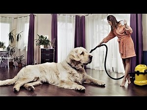 20 BIGGEST Dog Breeds in the World