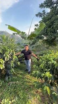 The importance of planting our coffee crops at a good planting density